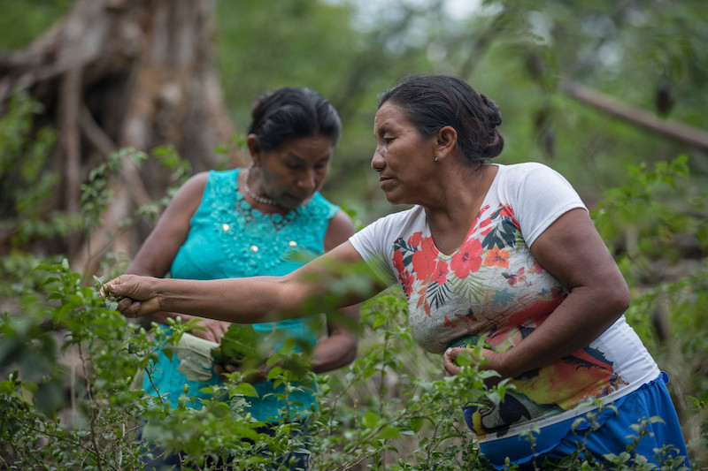 Atrás, dona Nazária Trindade Monte Negro e, à frente, dona Nazária Mandú Lopes colhem pimentas na roça, próxima à comunidade Canadá, no rio Ayari, Terra Indígena Alto Rio Negro (AM) @Carol Quintanilha / ISA