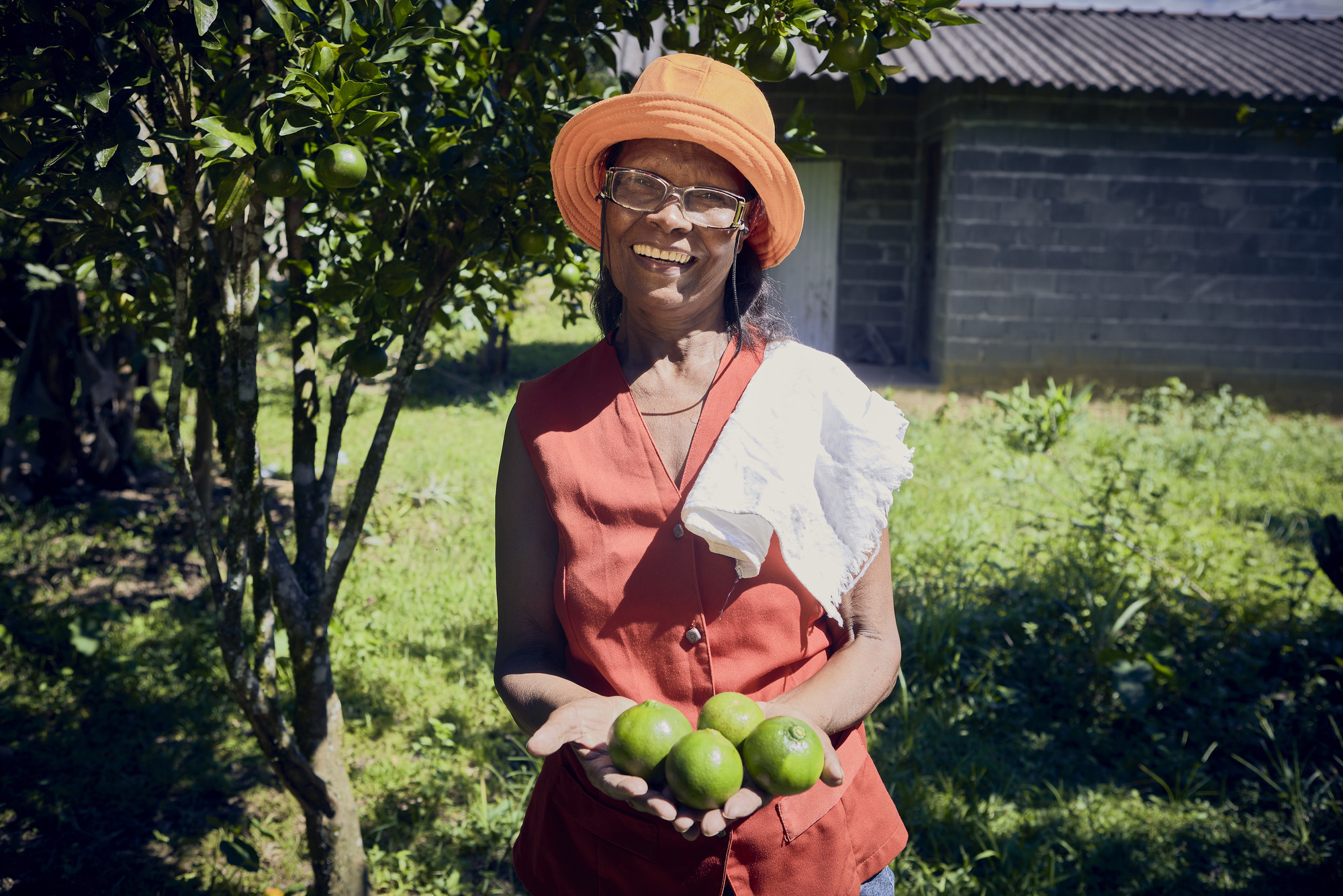 Edvina Silva (Dona Diva), do Quilombo Pedro Cubas de Cima, colhendo limões durante a captação de conteúdo para a campanha "Tá na hora da roça", em defesa das roças quilombolas. A campanha teve por objetivo pressionar o governo estadual a emitir licenças para abertura de novas roças, ressaltando a importância do modo tradicional de plantio e do direito dos quilombolas ao próprio território @Agê Barros / ISA