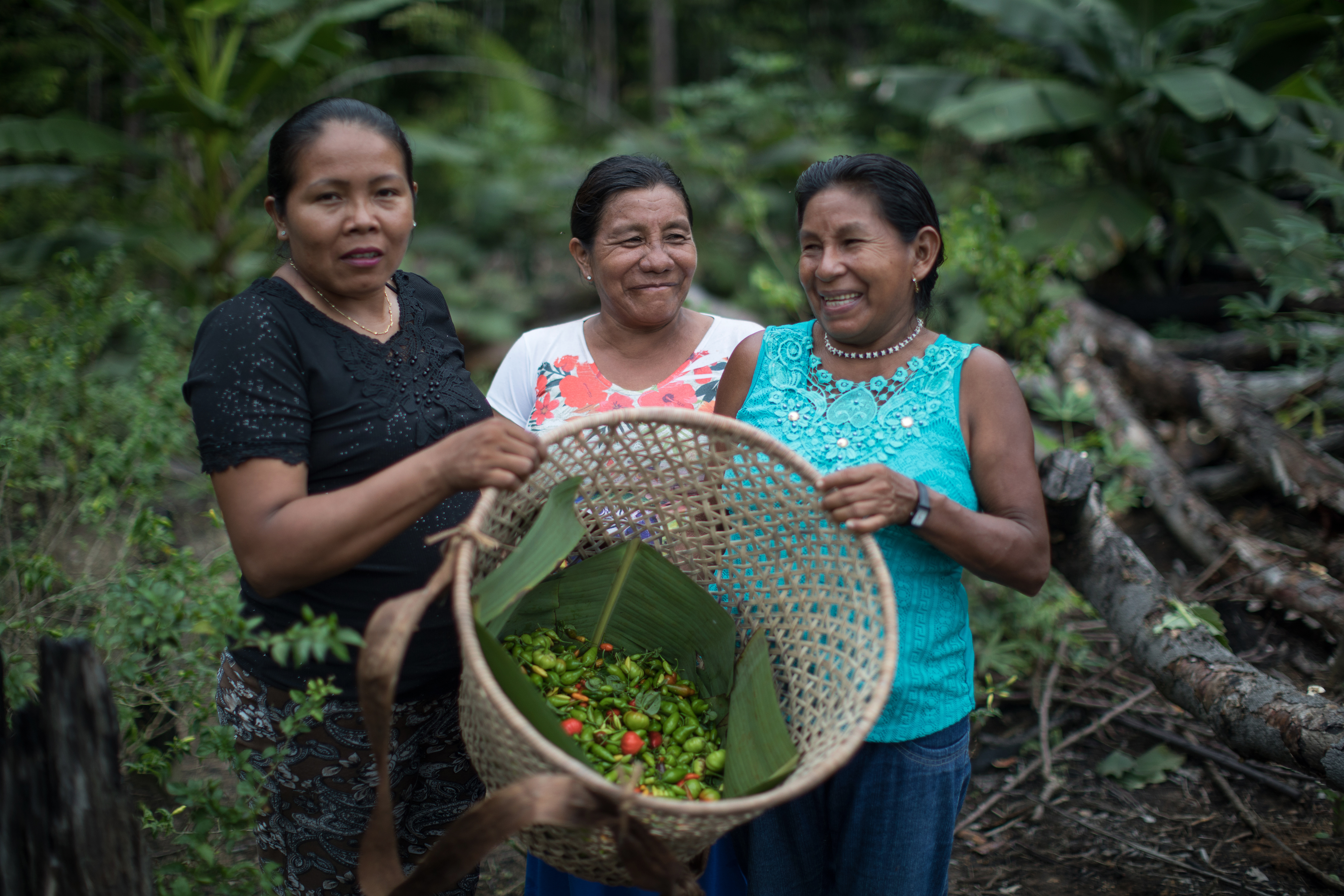 Mulheres carregam pimentas colhidas na roça próxima à comunidade Canadá, no Rio Ayari, Terra Indígena Alto Rio Negro, Amazonas|Carol Quintanilha/ISA