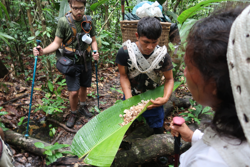 Yanomami coletam cogumelos na floresta. Visitantes puderam provar alimentos tradicionais