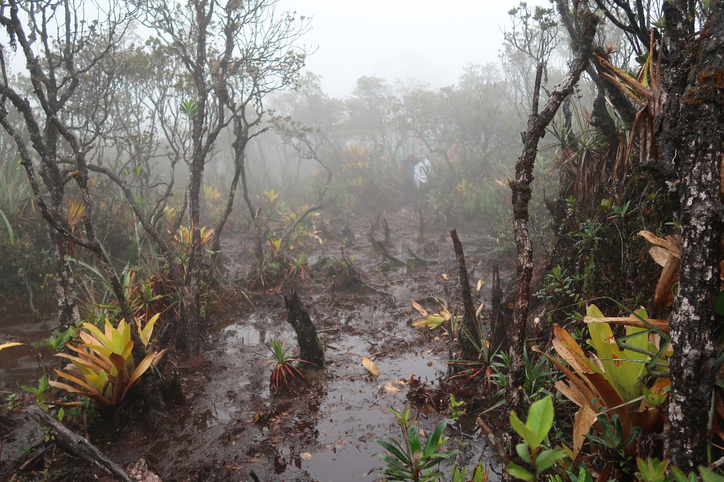 Área de charco no caminho do Pico da Neblina. Trajeto é considerado de montanha de alta dificuldade