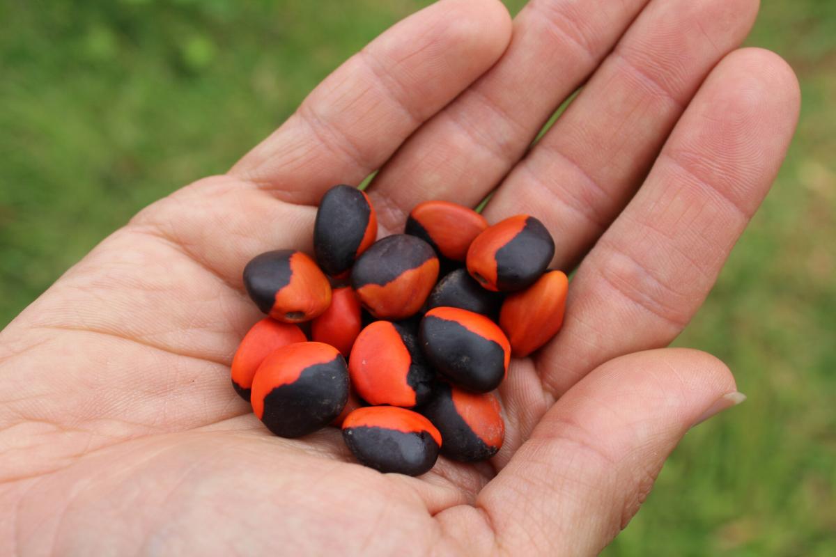 Sementes de olho-de-cabra 