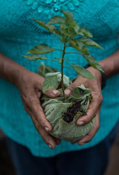 Nazária Trindade Monte Negro carrega muda da Terra Indígena Alto Rio Negro 