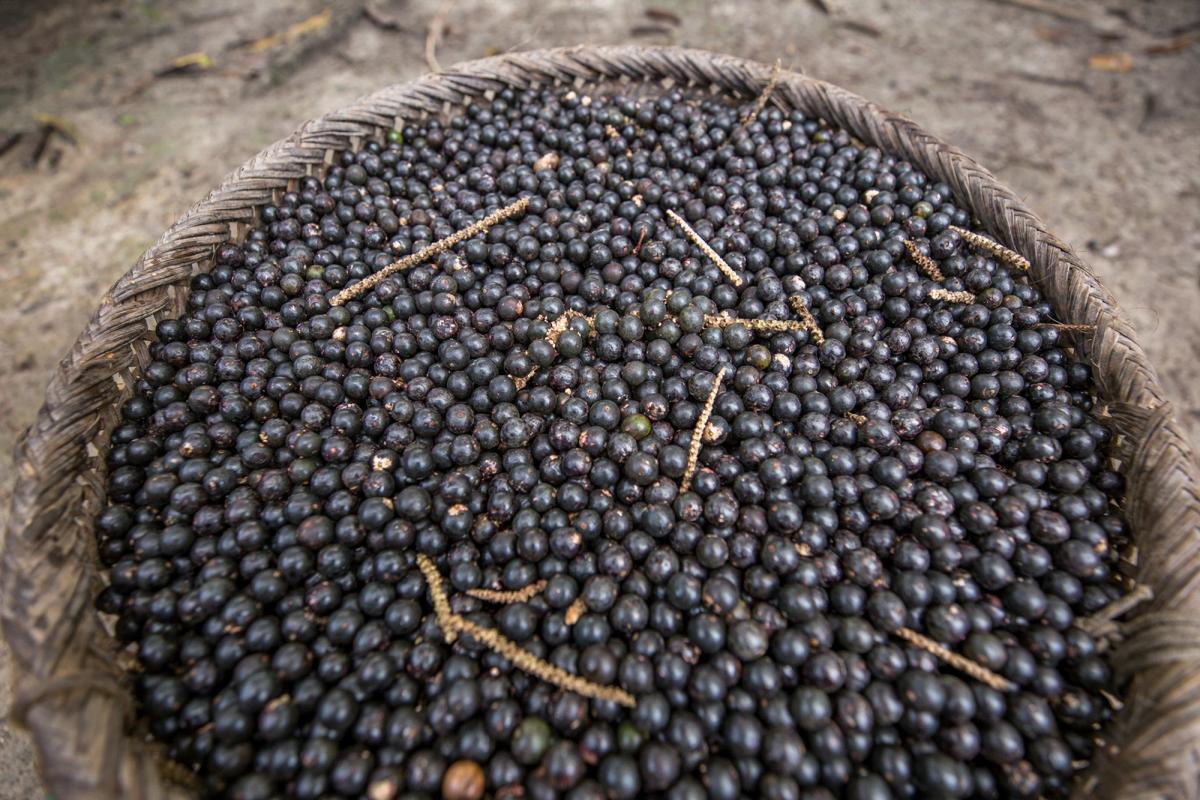 Açaí preto, fruto indispensável na culinária amazônica, que é vendido na Casa de Frutas em polpas ou barras. O fruto foi colhido no Sítio Tukano, localizado na estrada rural do Tibaha, pertencente a Terezinha Vargas Mota, povo Piratapuya, de 56 anos, e a seu marido, Orlando Ribeiro Mota, de 58 anos