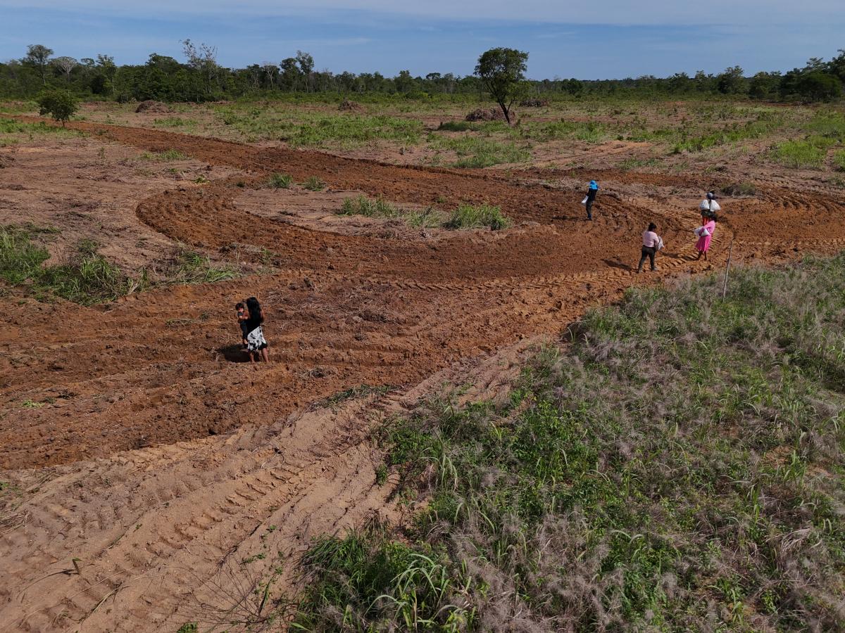 plantio em aldeia kalapalo