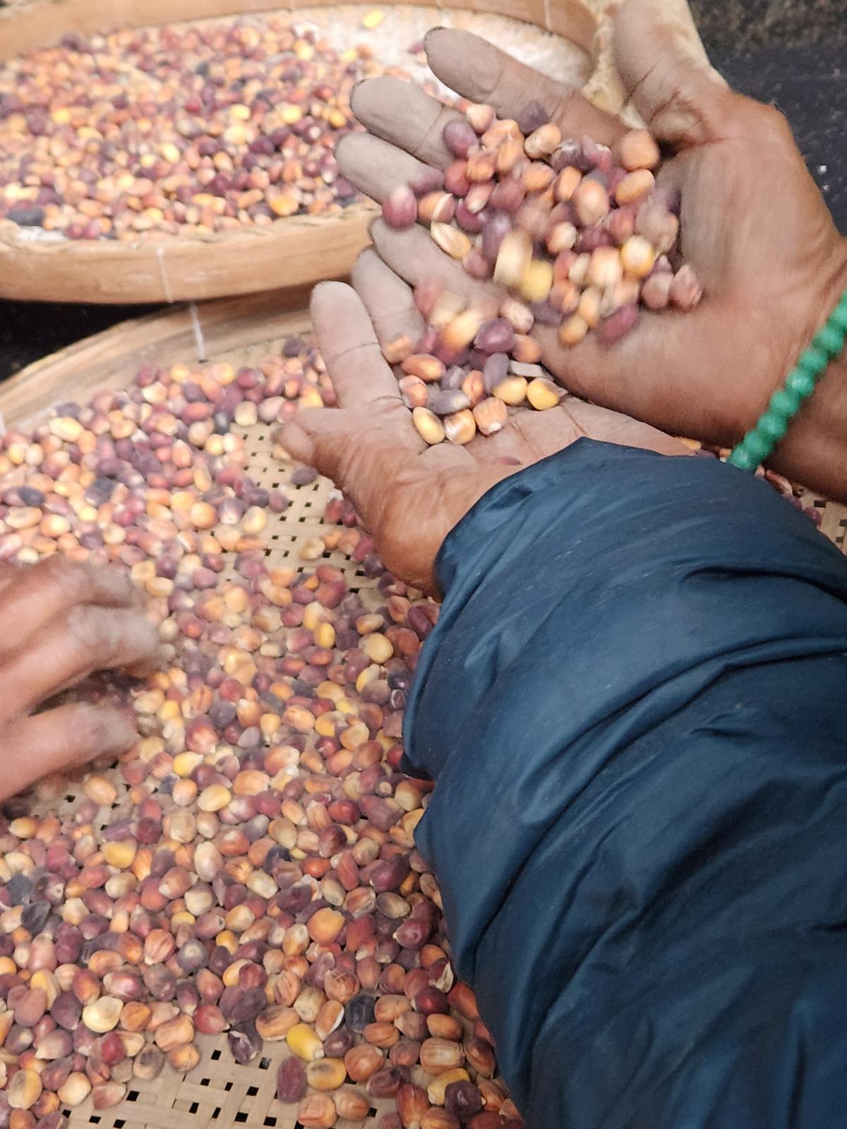 Mulher mostra milho Guarani