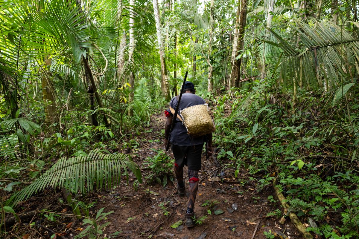 Trilha para o castanhal e para a roça na Terra do Meio (PA)
