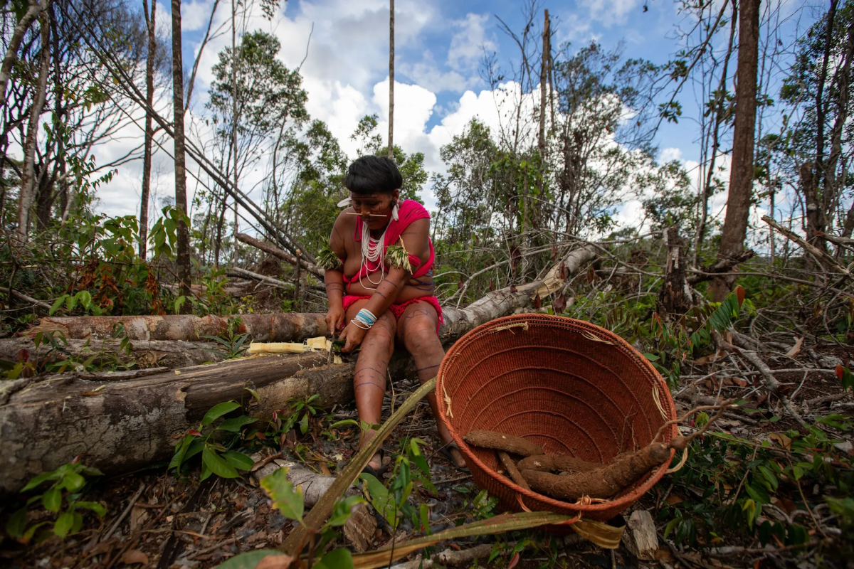 Simoni Yanomami, da comunidade Kori Yauopë, descasca cana-de-açúcar da roça