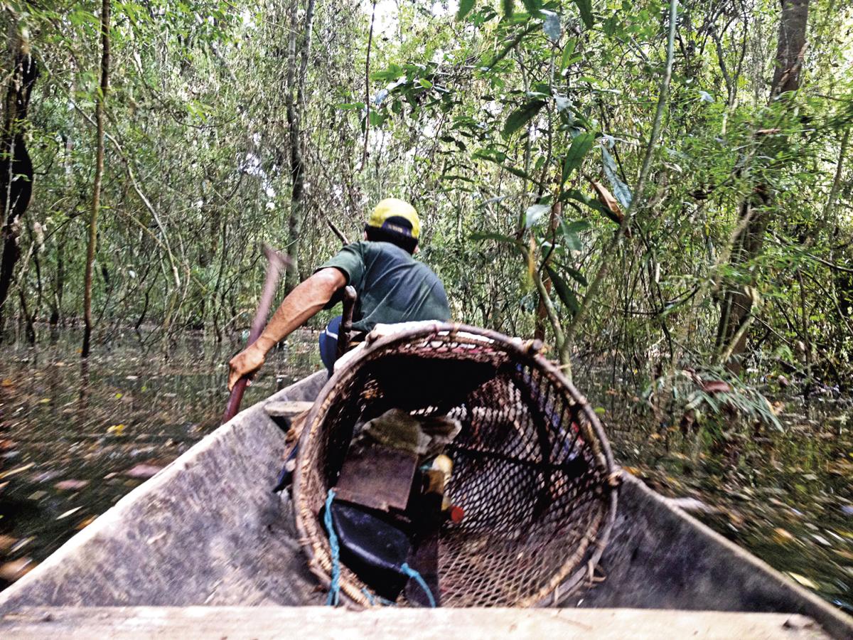 João Neto navega dentro do igapó para acessar os castanhais