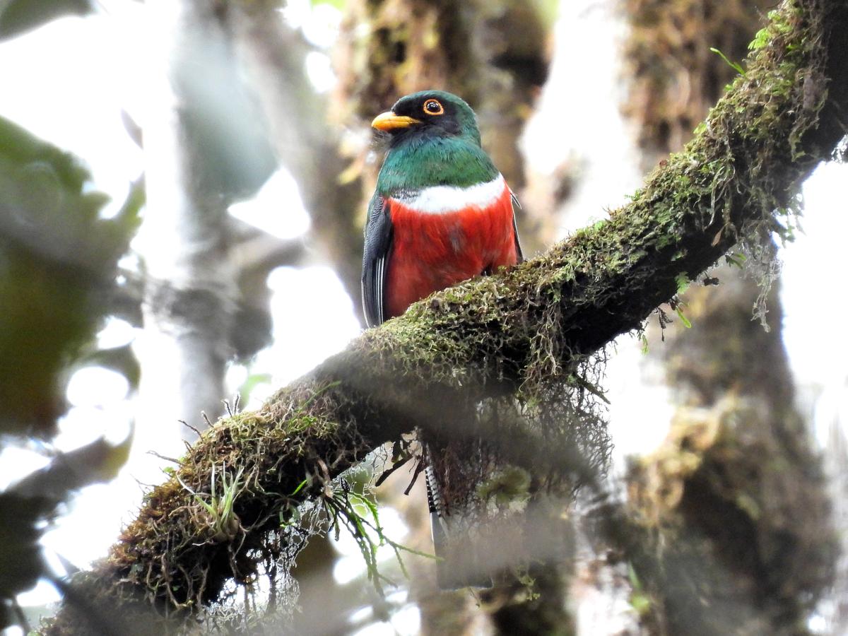 surucuá-mascarado macho (Trogon personatus)