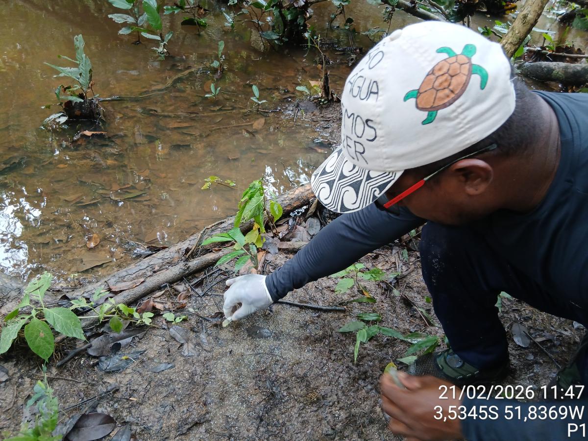 O coordenador do MATI-VGX, Josiel Juruna, analisa as ovas no seco