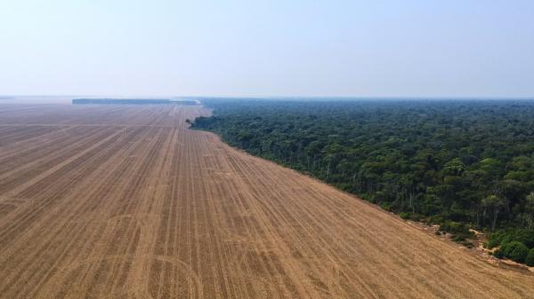 Desmatamento no Mato Grosso, 2019 | Manoela Meyer / ISA